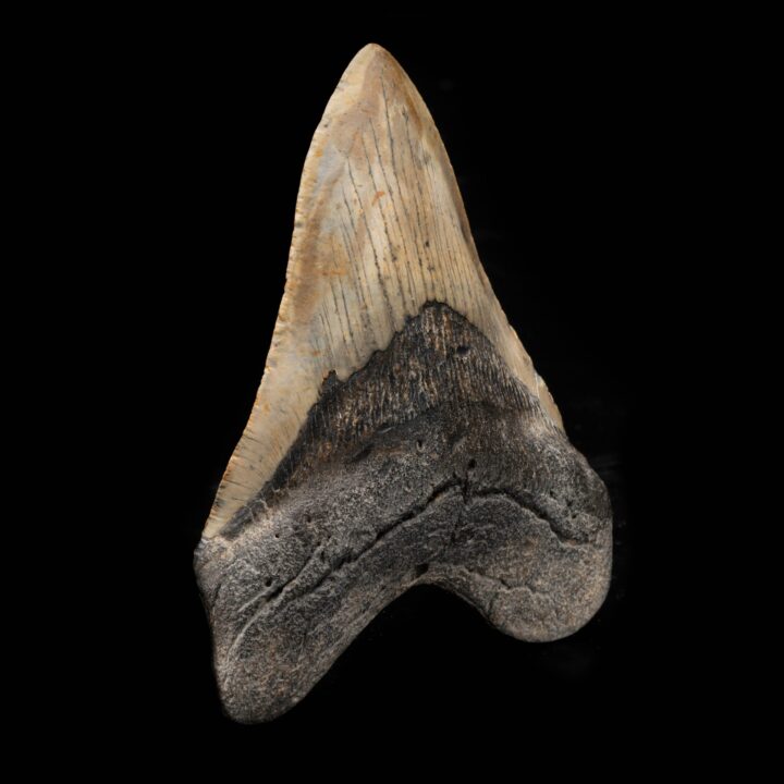 Megalodon Tooth From South Carolina, USA // 5" High // Ver. 1 - Image 2
