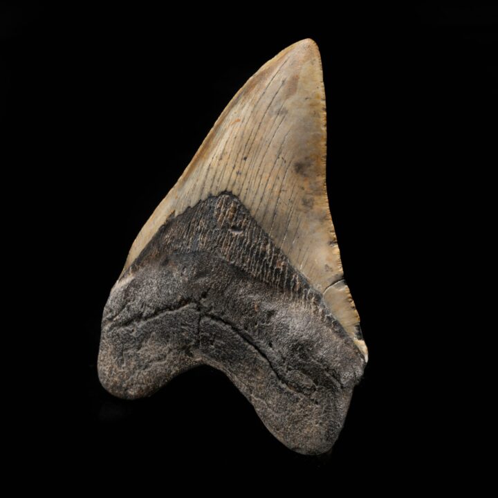 Megalodon Tooth From South Carolina, USA // 5" High // Ver. 1 - Image 3
