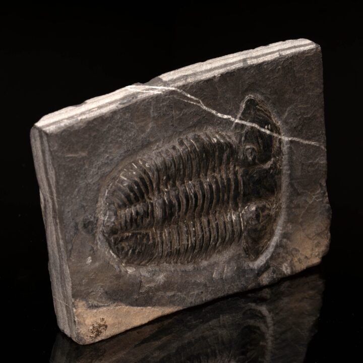 Norinia Convexa Trilobite // 534 Grams