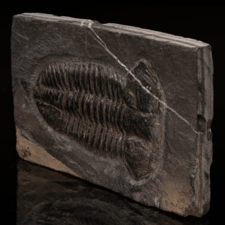 Norinia Convexa Trilobite // 534 Grams - Image 2