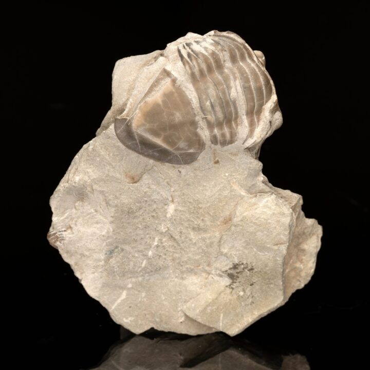 Isotelus Maximus Trilobite // 73.2 Grams