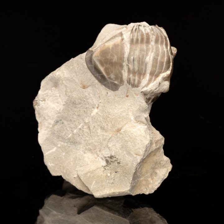Isotelus Maximus Trilobite // 73.2 Grams - Image 3