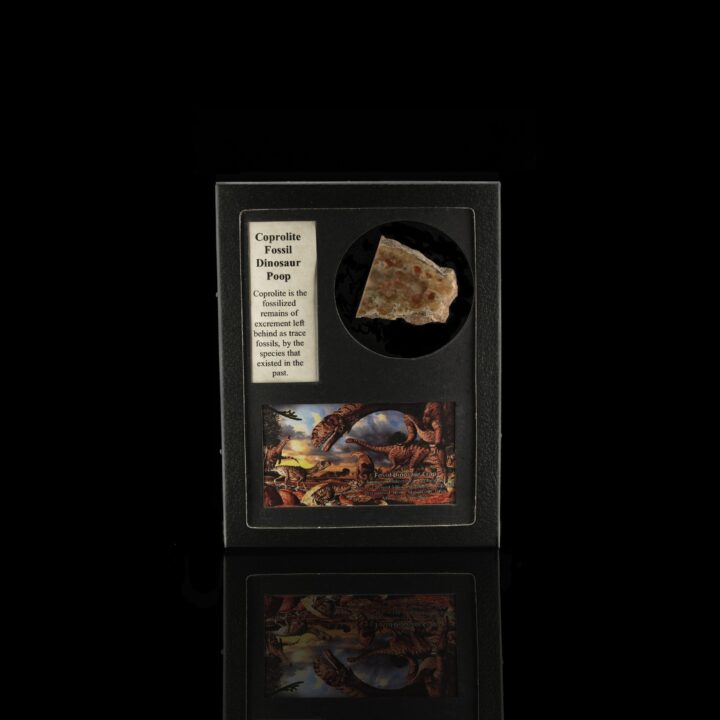 Coprolite in Collector's Box