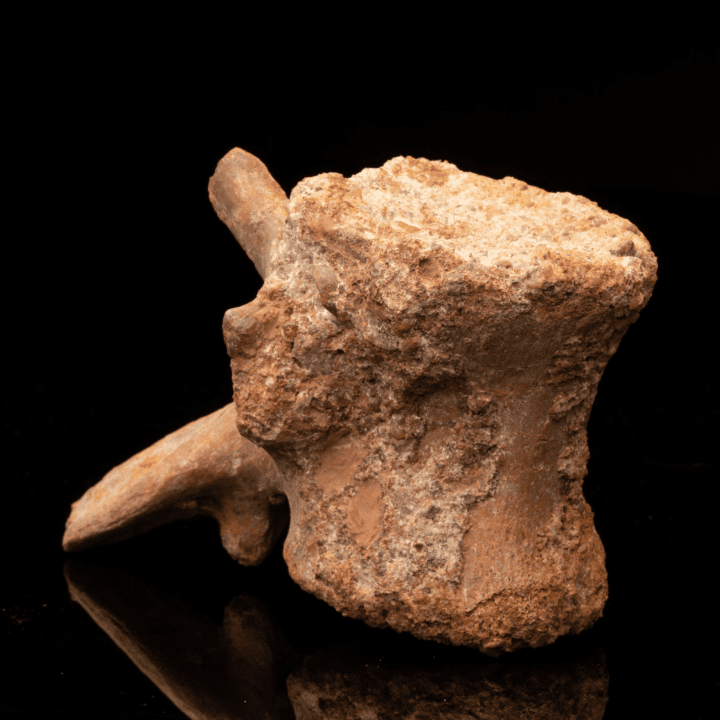 Spinosaurus Vertebra // 1.30 Lb. // Cretaceous Period - Image 3