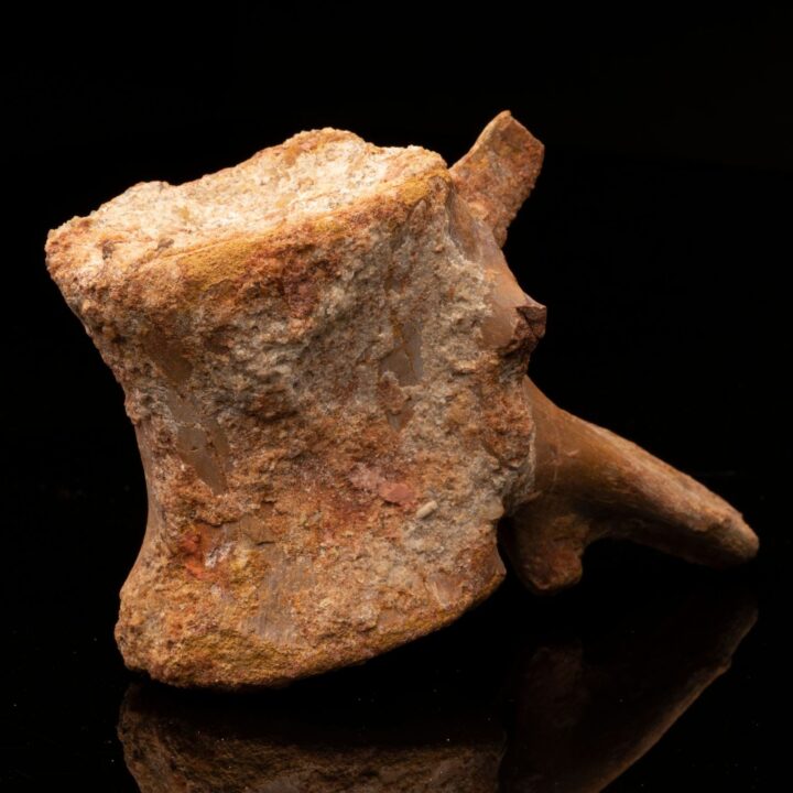 Spinosaurus Vertebra // 1.30 Lb. // Cretaceous Period - Image 2