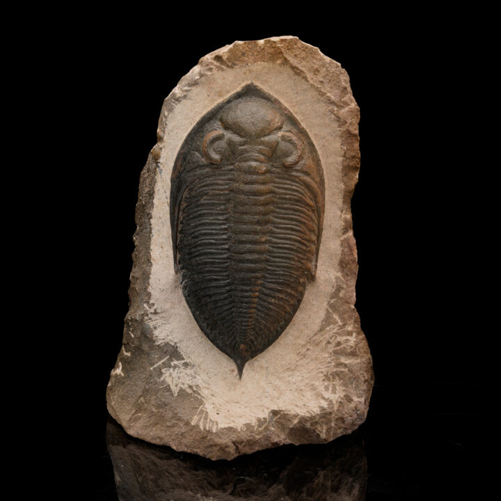 Trilobite Fossil From Morocco // 1.48 Lb.