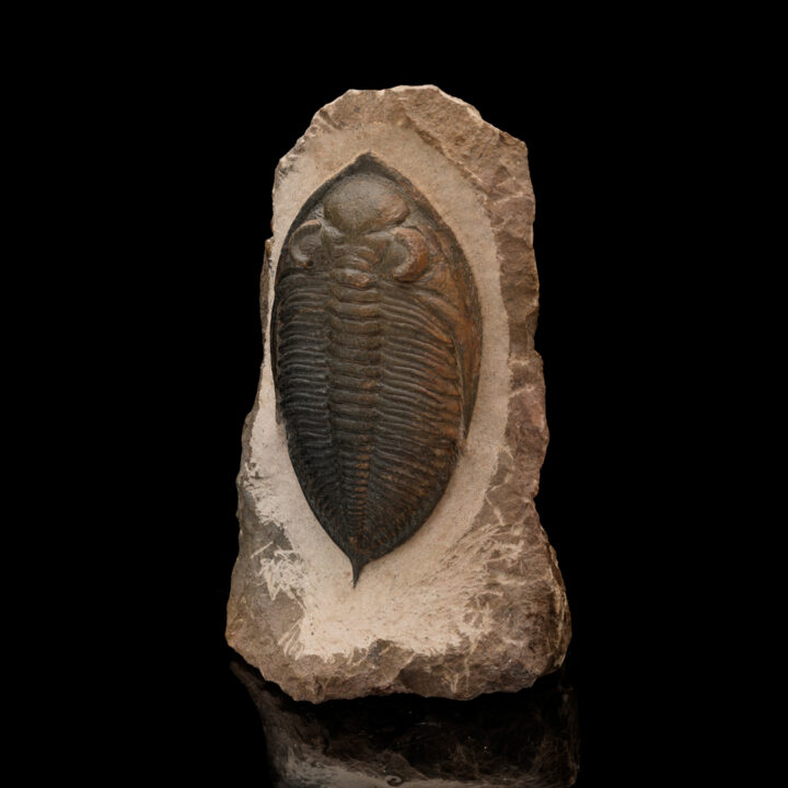 Trilobite Fossil From Morocco // 1.48 Lb. - Image 2
