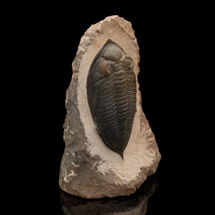 Trilobite Fossil From Morocco // 1.48 Lb. - Image 3