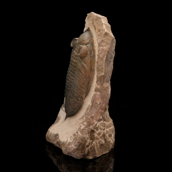 Trilobite Fossil From Morocco // 1.48 Lb. - Image 4