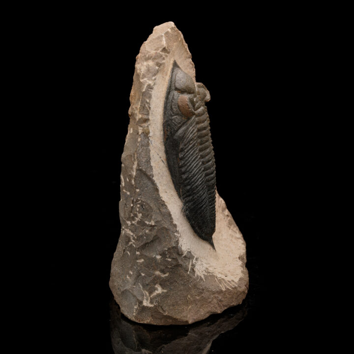 Trilobite Fossil From Morocco // 1.48 Lb. - Image 5