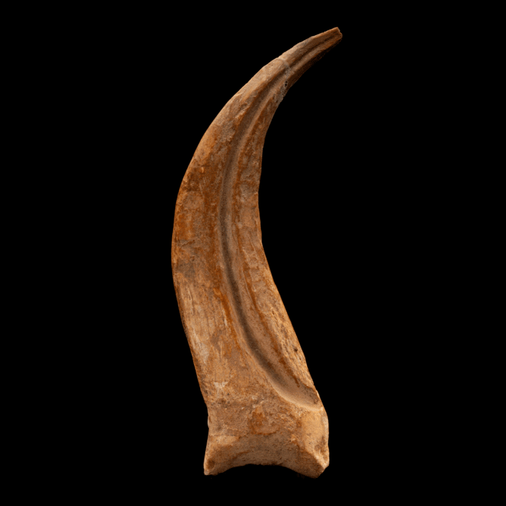 Spinosaurus Hand Claw // 6-3/8" Long - Image 3