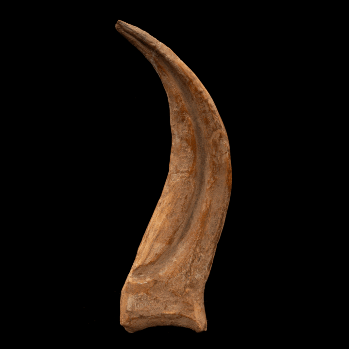 Spinosaurus Hand Claw // 6-3/8" Long - Image 2