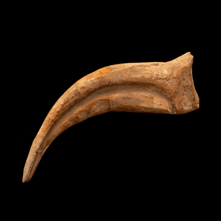 Spinosaurus Hand Claw // 6-3/8" Long