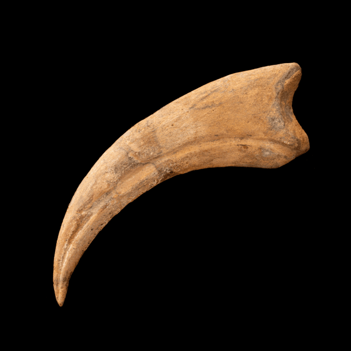 Spinosaurus Hand Claw // 6-1/4" Long