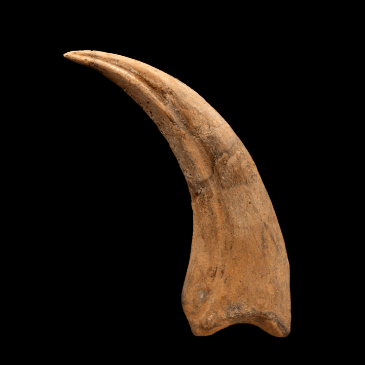 Spinosaurus Hand Claw // 6-1/4" Long - Image 2