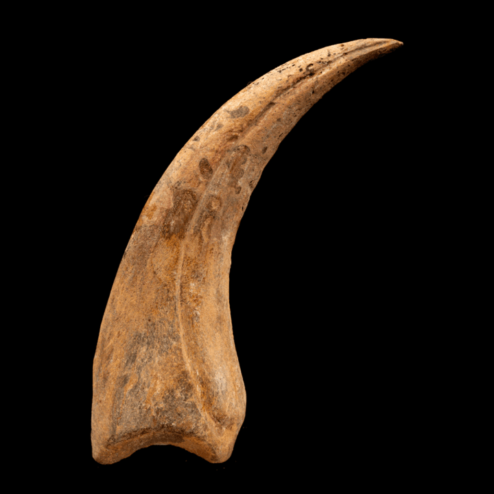 Spinosaurus Hand Claw // 6-1/4" Long - Image 3