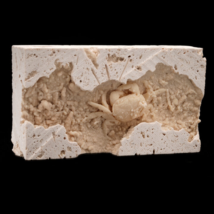 Potamon Crab in Travertine // 2.77 Lb. - Image 2