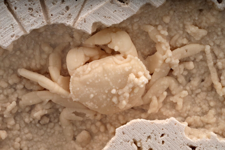Potamon Crab in Travertine // 2.77 Lb. - Image 4