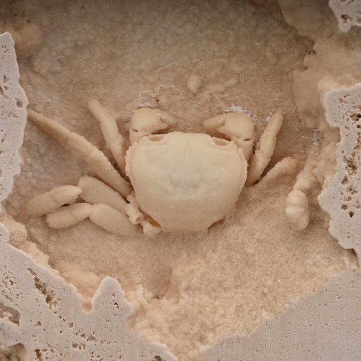 Potamon Crab in Travertine // 2.72 Lb. - Image 4