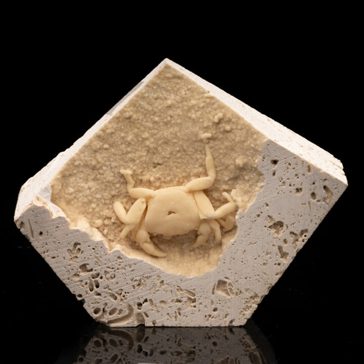 Potamon Crab in Travertine // 1.51 Lb.