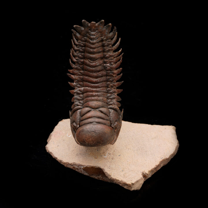 Crotacephalina Trilobite Fossil From Morocco // 95 Grams