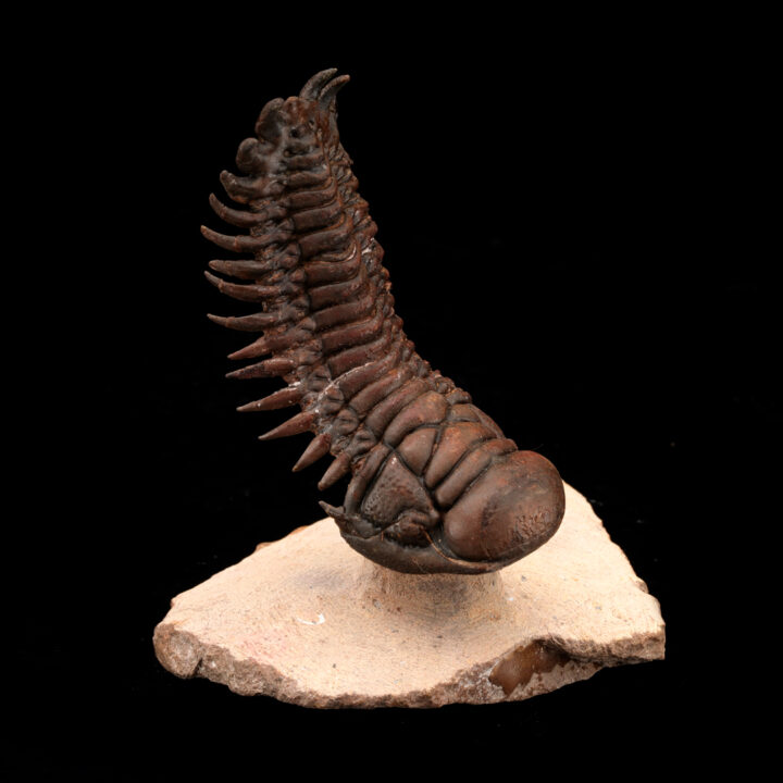 Crotacephalina Trilobite Fossil From Morocco // 95 Grams - Image 2