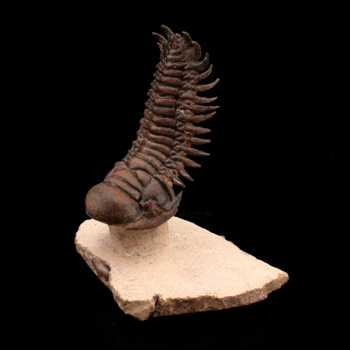 Crotacephalina Trilobite Fossil From Morocco // 95 Grams - Image 3