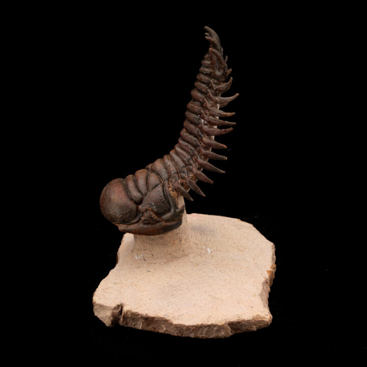 Crotacephalina Trilobite Fossil From Morocco // 95 Grams - Image 5