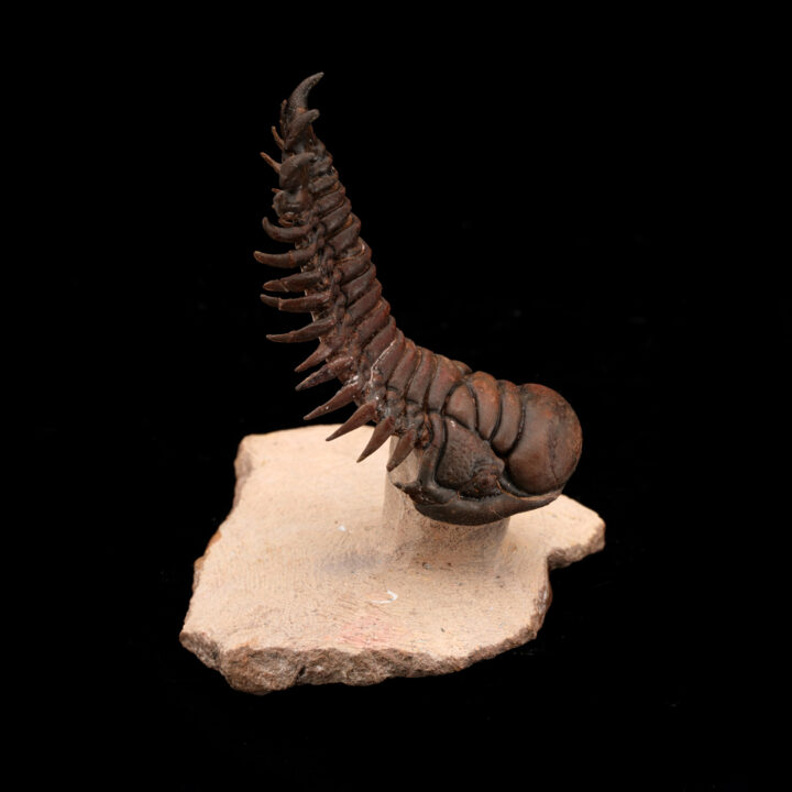 Crotacephalina Trilobite Fossil From Morocco // 95 Grams - Image 4