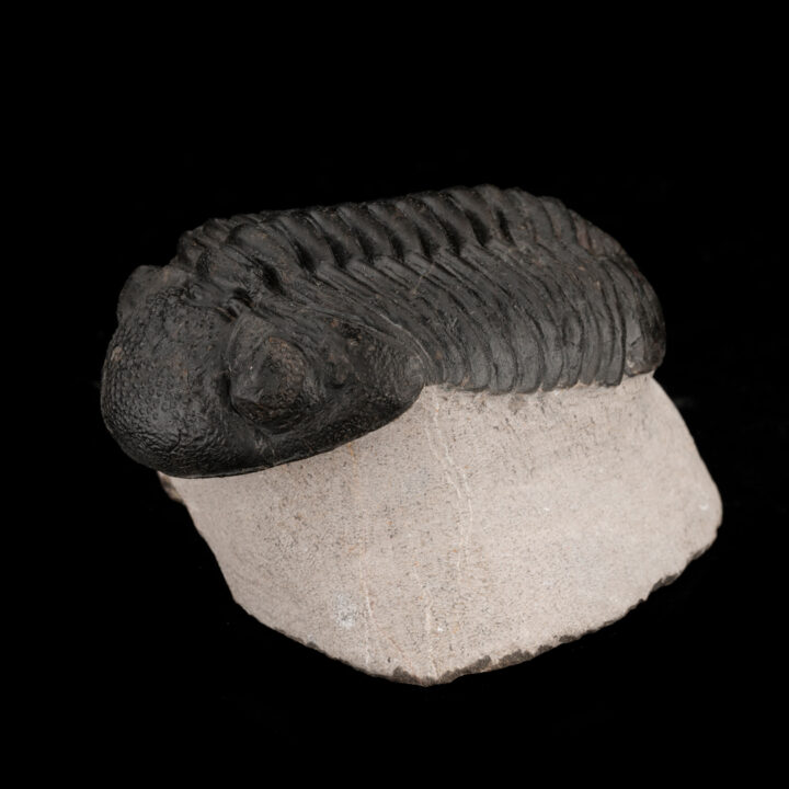 Drotops Megalomaniacus Trilobite Fossil From Morocco // 264 Grams - Image 2
