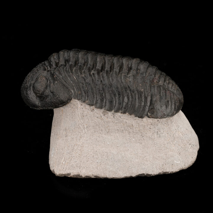 Drotops Megalomaniacus Trilobite Fossil From Morocco // 264 Grams - Image 3