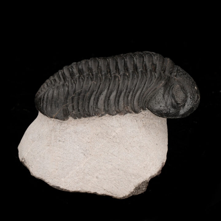 Drotops Megalomaniacus Trilobite Fossil From Morocco // 264 Grams - Image 4