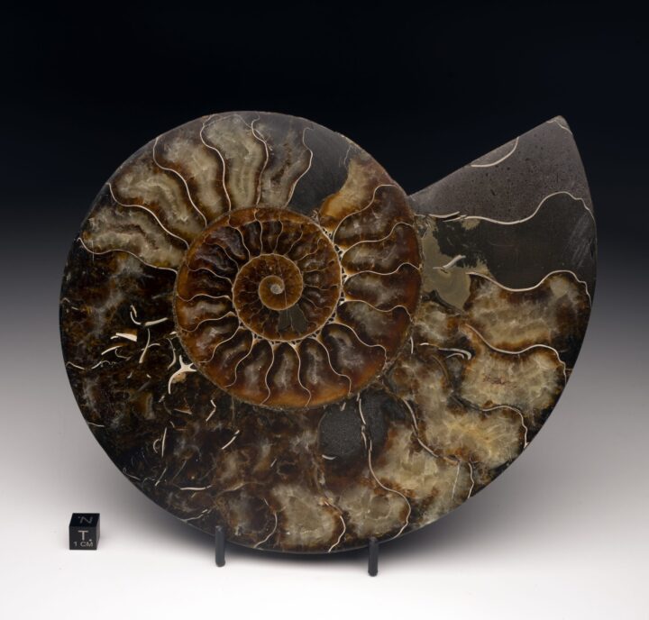 Ammonite -- Ver. 3 Large Right