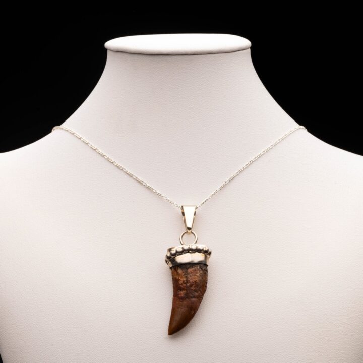 African T. Rex Tooth Pendant // 8.74 Grams