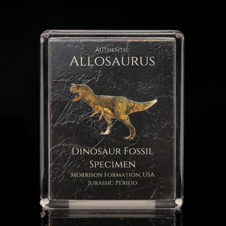 Allosaurus Fossil Box