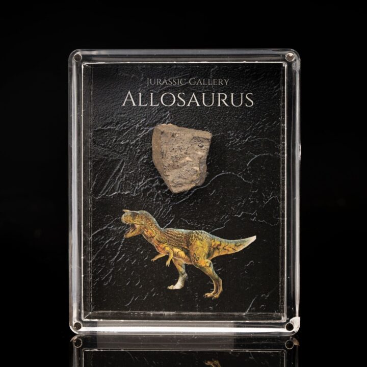 Allosaurus Fossil Box - Image 2