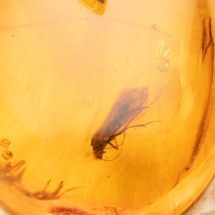 Amber Pendant With Fly // 3.06 Grams
