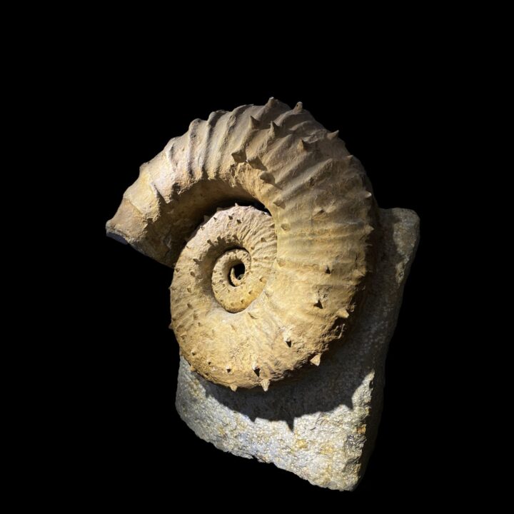 Ammonite - Image 2