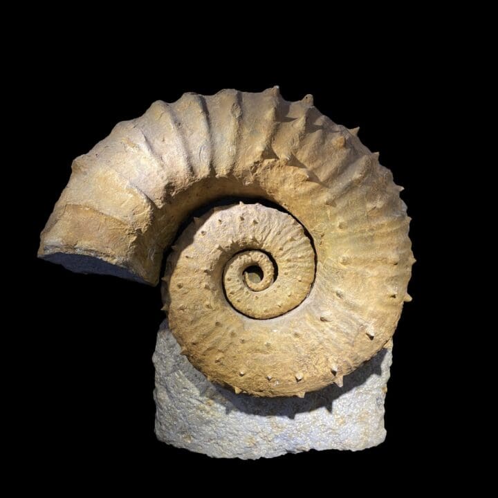 Ammonite