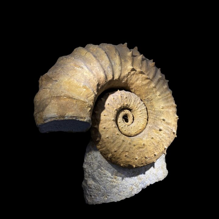 Ammonite - Image 3