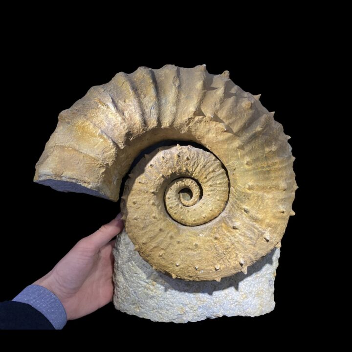 Ammonite - Image 4