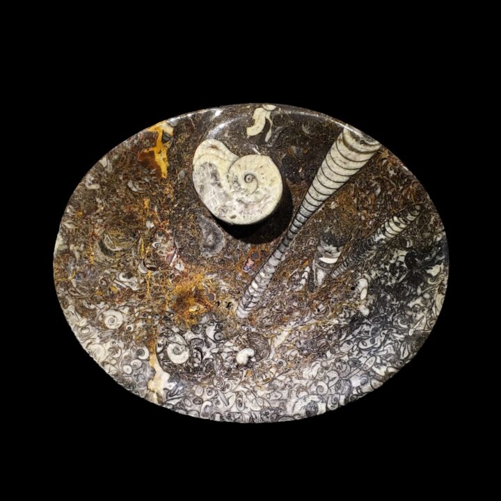 Ammonite and Belemnite Oval Dish // Ver. 2