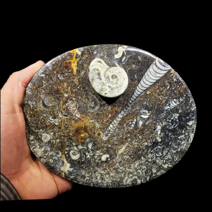 Ammonite and Belemnite Oval Dish // Ver. 2 - Image 3