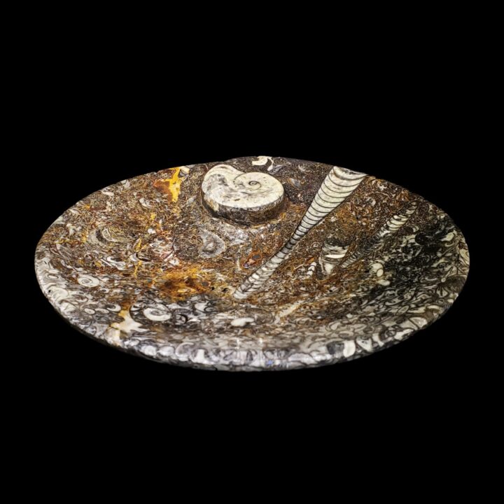 Ammonite and Belemnite Oval Dish // Ver. 2 - Image 2