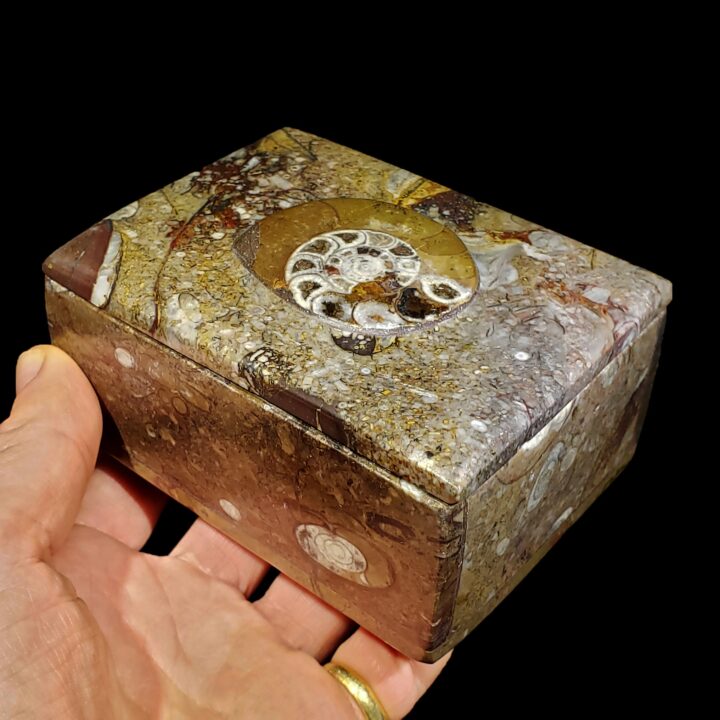 Ammonite and Belemnite Rectangular Box - Image 3