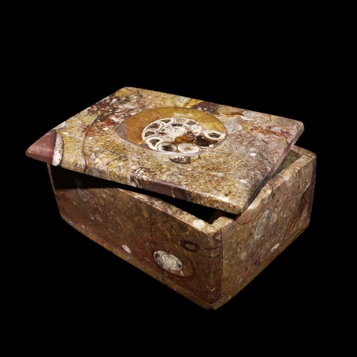 Ammonite and Belemnite Rectangular Box - Image 2