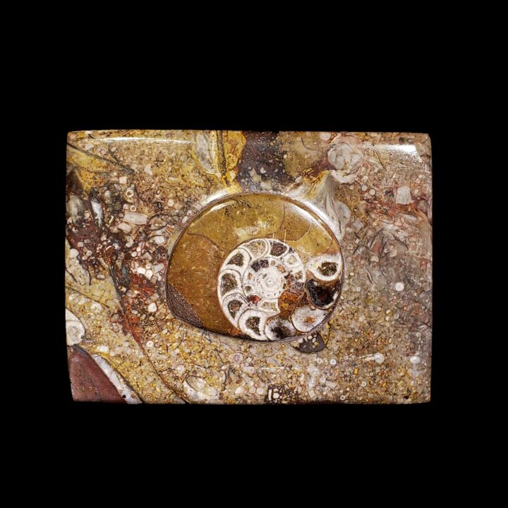 Ammonite and Belemnite Rectangular Box