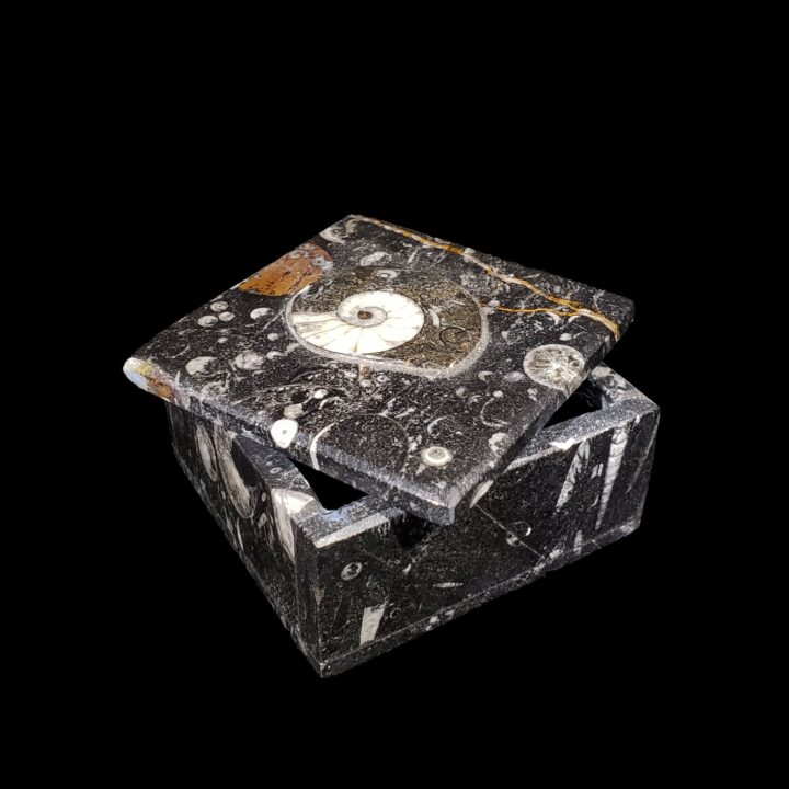 Ammonite and Belemnite Square Box // Ver. 1 - Image 2