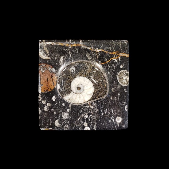 Ammonite and Belemnite Square Box // Ver. 1