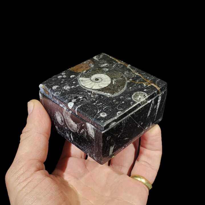 Ammonite and Belemnite Square Box // Ver. 1 - Image 3